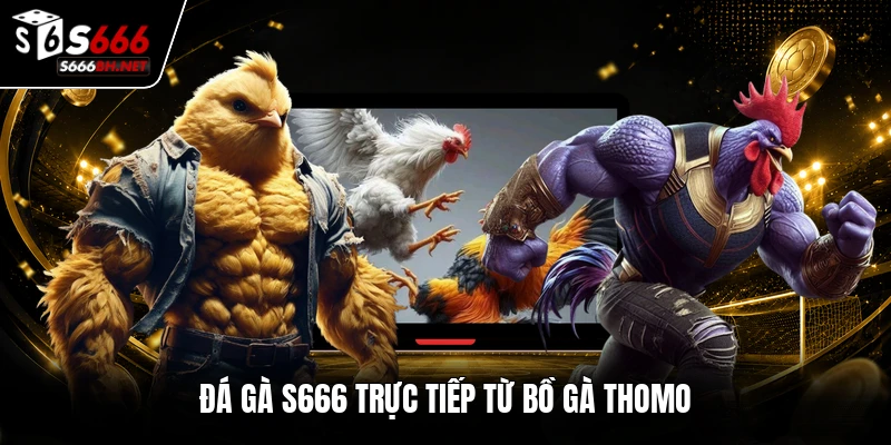 Đá gà S666 trực tiếp từ bồ gà THOMO